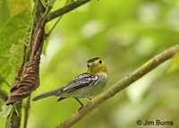 Barred Becard