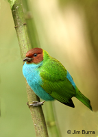 Bay-headed-Tanager