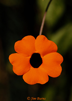Black-eyed Susan Vine