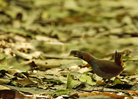 Black-faced Antthrush