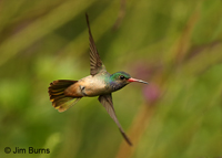 Blue-throated-Goldentail