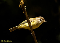 Brown-capped Vireo