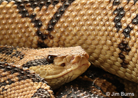 Bushmaster