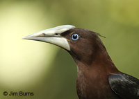 Chestnut-headed Oropendola