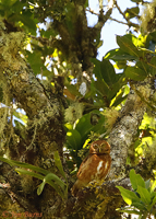 Costa Rican Pygmy-Owl