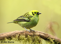 Emerald-Tanager