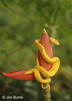 Eyelash Pit Viper (golden variant)