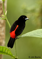 Passerini's Tanager
