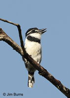 Pied Puffbird