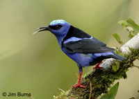 Red-legged Honeycreeper
