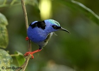 Red-legged Honeycreeper