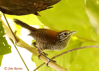 Riverside Wren
