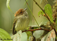 Scale-crested Pygmy-Tyrant