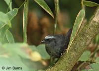 Silvery-fronted Tapaculo