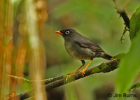 Slaty-backed Nightingale-Thrush