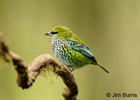 Speckled-Tanager