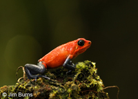 Strawberry Poison-arrow Frog