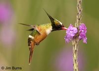 White-crested-Coquette