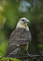 Yellow-headed Caracara