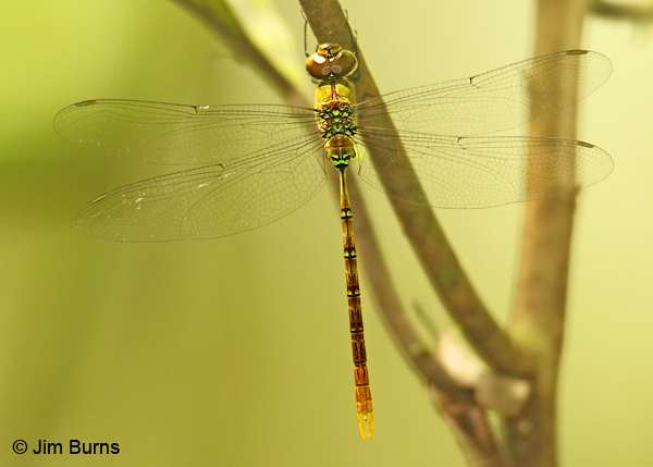 Gold-tipped Darner male, La Selva, CR, December 2011