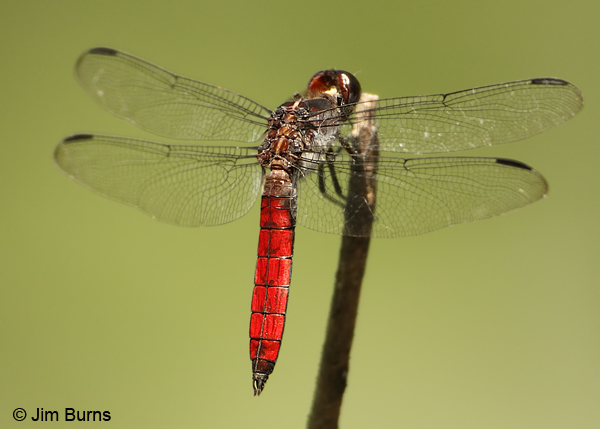 Hercules Skimmer male dorsal view, Veragua, C. R., December 2011
