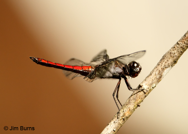 Red-tailed Pennant male, Maricopa Co., AZ, October 2018--9053