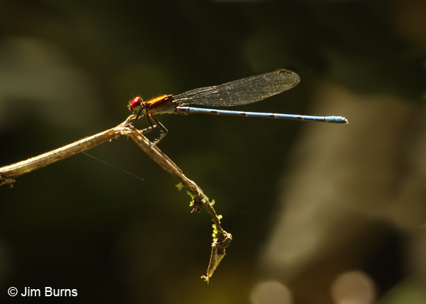 Ruby Dancer male, Veragua, CR, December 2011
