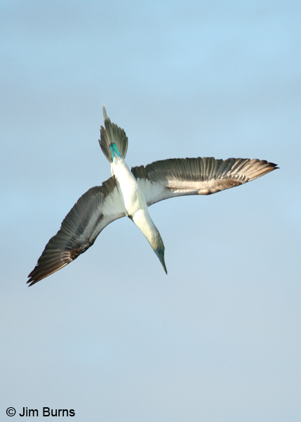 Blue-footed Booby sighting underwater prey