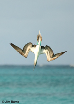 Blue-footed Booby streamlining for entry