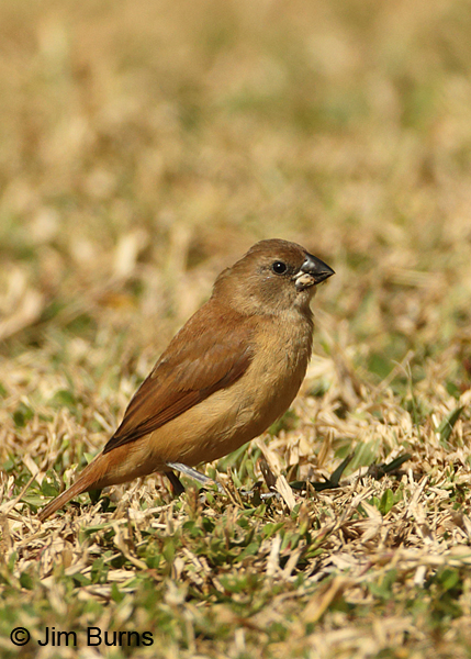 Chestnut Mannikin female
