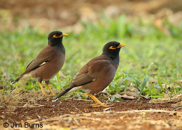 Common Mynas