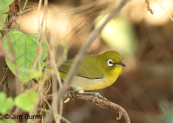 Japanese White-eye