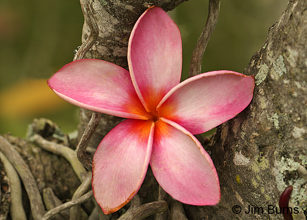 Plumeria