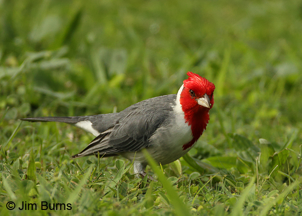 Red-crested Cardinal