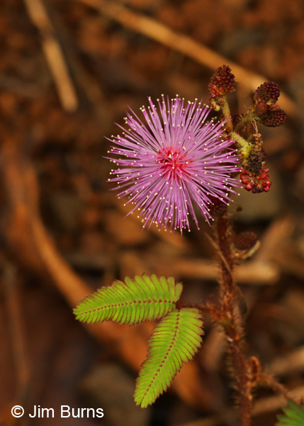 Sensitive Plant