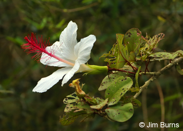 White Hibiscus