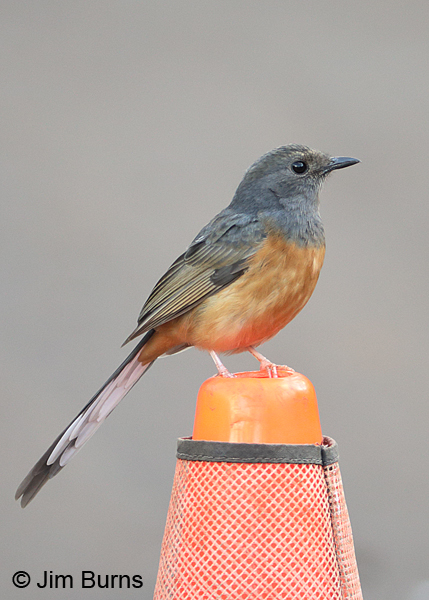 White-rumped Shama male undertail