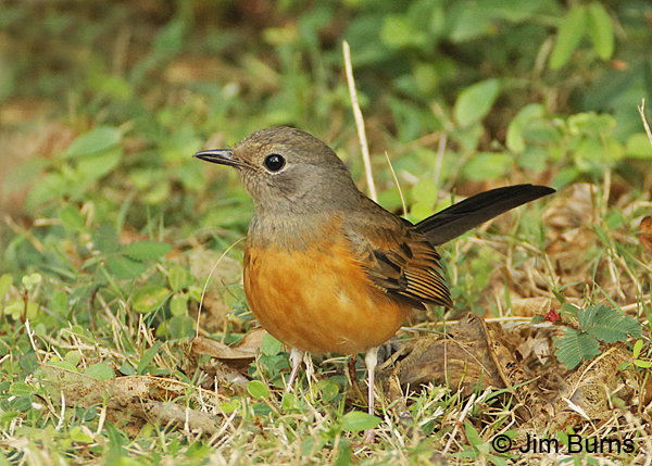White-rumped Shama female