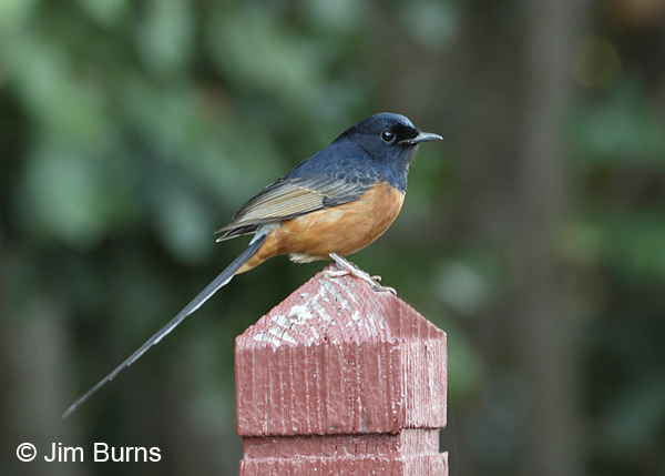White-rumped Shama male