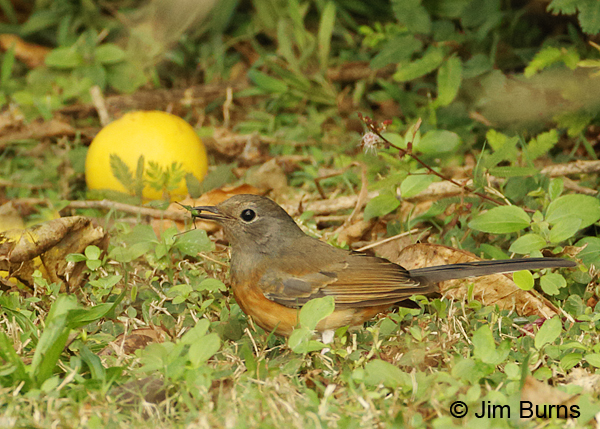 White-rumped Shama female with grasshopper