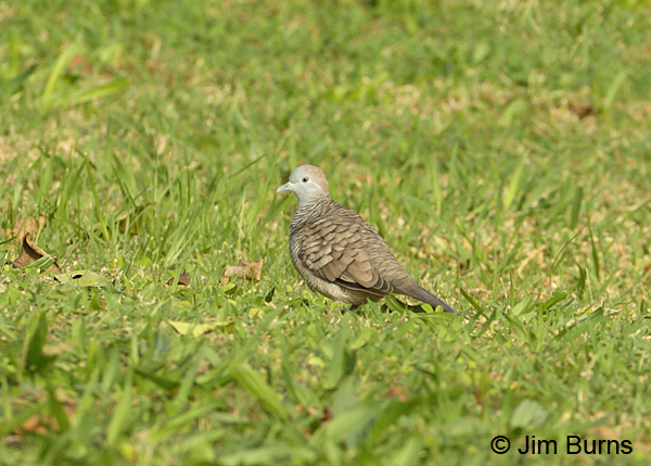 Zebra Dove