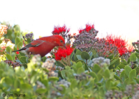 ‘Apapane on Lehua blossoms