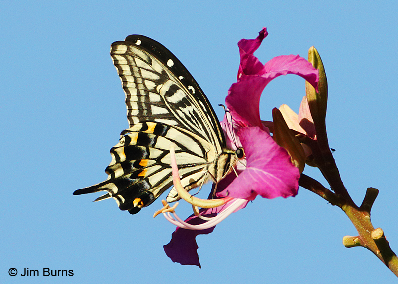 Asian Swallowtail on Hong Kong Orchid Tree