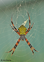 Hawaiian Garden Spider