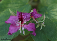 Hong Kong Tree Orchid