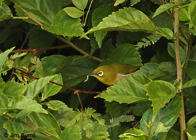 Japanese White-eye with caterpillar