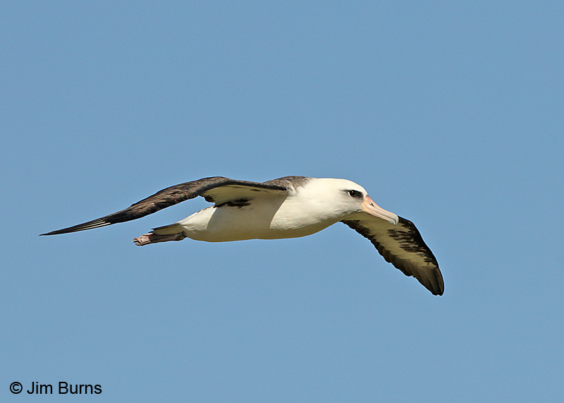 Laysan Albatross