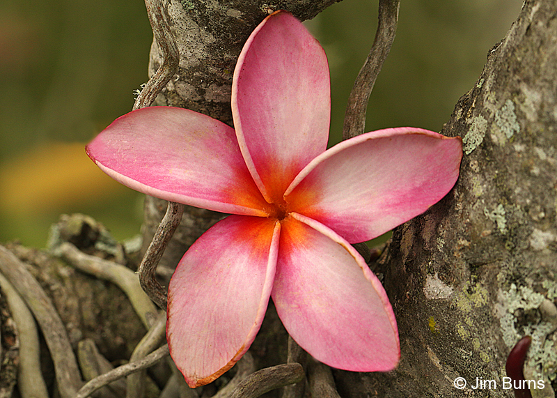 Plumeria
