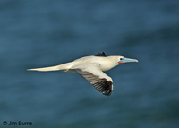 Red-footed Booby in flight