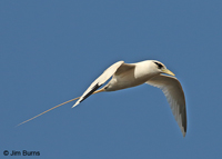 White-tailed Tropicbird eye level